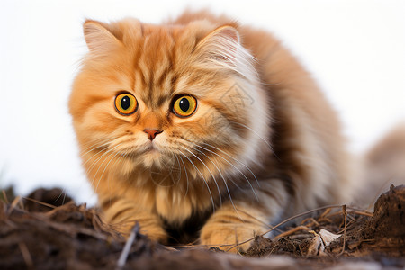 美洲短毛虎纹猫瞪着眼睛的虎纹猫背景