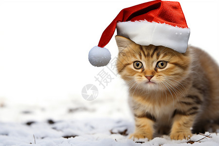 圣诞节的小猫咪图片