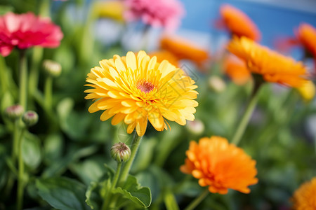 夏日缤纷的金盏菊花海背景