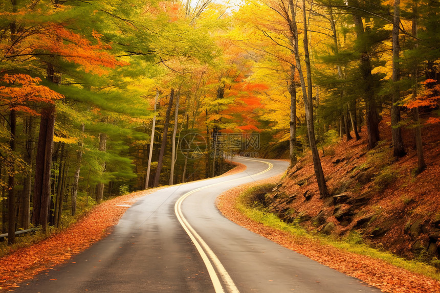 美丽的秋色森林道路景观图片