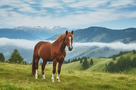 山脉中的马匹骏马高清图片素材