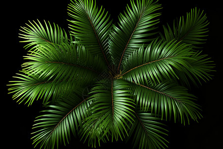 自然生长的棕榈树背景图片
