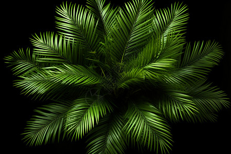 热带茂盛的棕榈树树叶图片