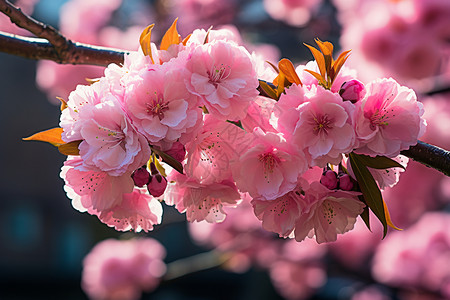 春季盛开的樱花图片