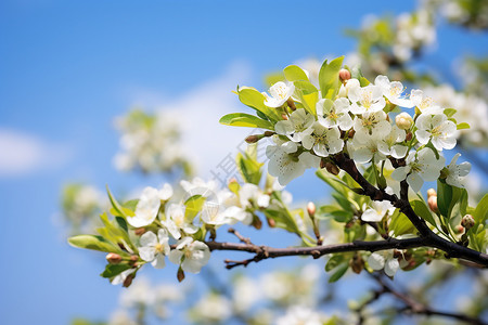 春季枝头美丽的梨花图片