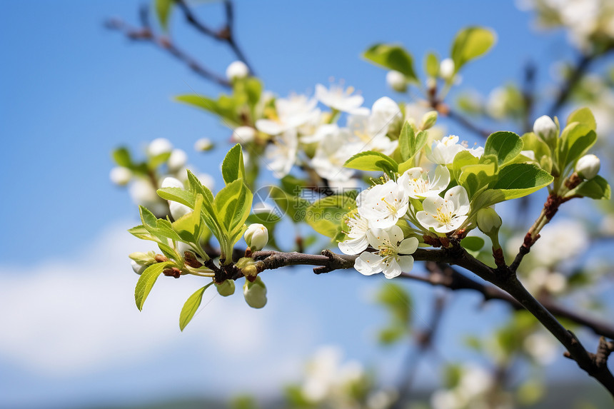 春季果园里盛开的梨花图片