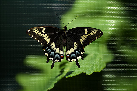 彩色图形图章彩色翅膀的蝴蝶背景