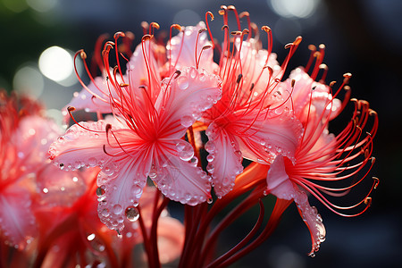 粉色百合花花枝美丽的百合花设计图片