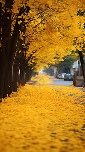 落满银杏叶的街道高清图片