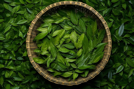 清新香气的绿茶背景图片