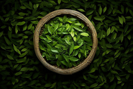 新鲜采摘的清新绿茶背景图片