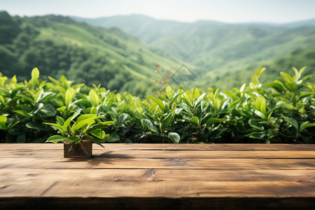 山野茶园的木桌背景高清图片