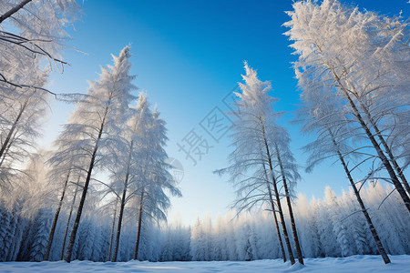 白雪皑皑的森林景观图片