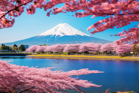 著名的富士山景观背景图片