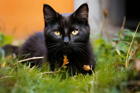活泼好动的黑色猫咪图片