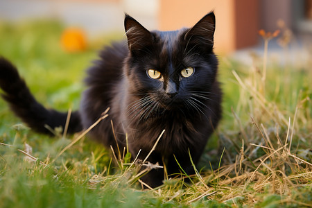 家养的黑色猫咪图片