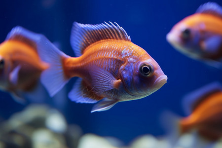 小型鱼类水族馆里的小型热带鱼背景