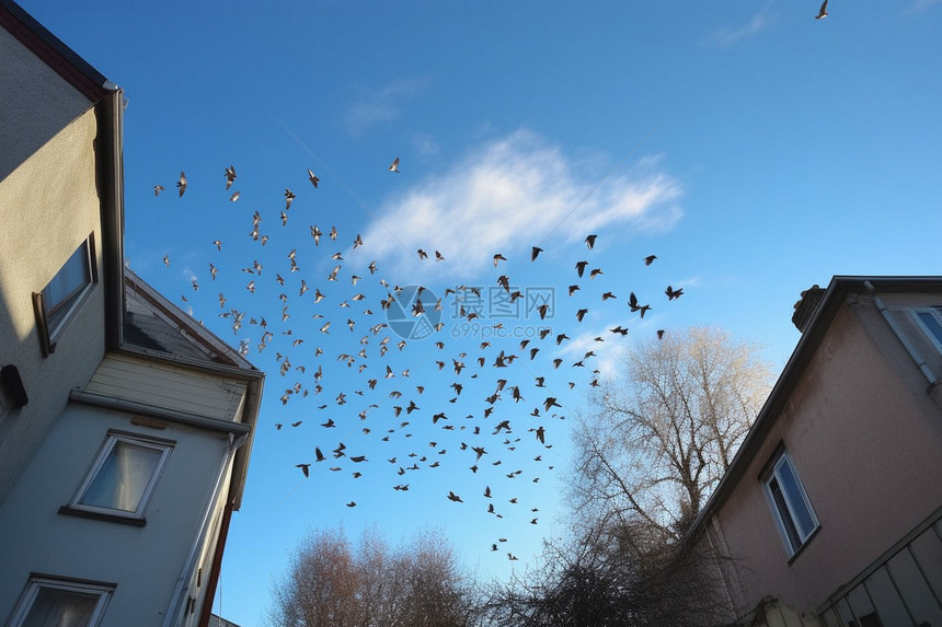 天空中聚集的鸟群图片