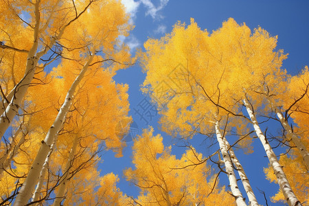 茂密的秋季金黄色树林景观背景图片