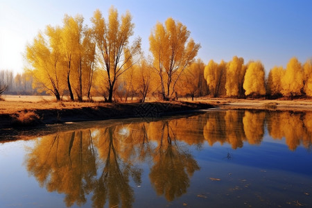秋季湖面上的树木倒影图片