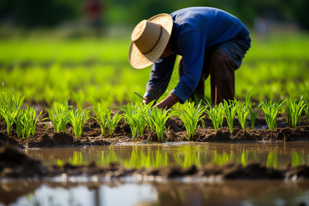 春季播种正在种植水稻的农民背景