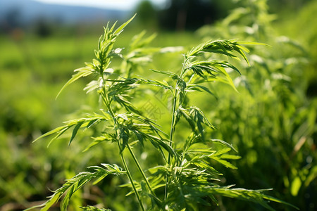 健康的野生青蒿高清图片