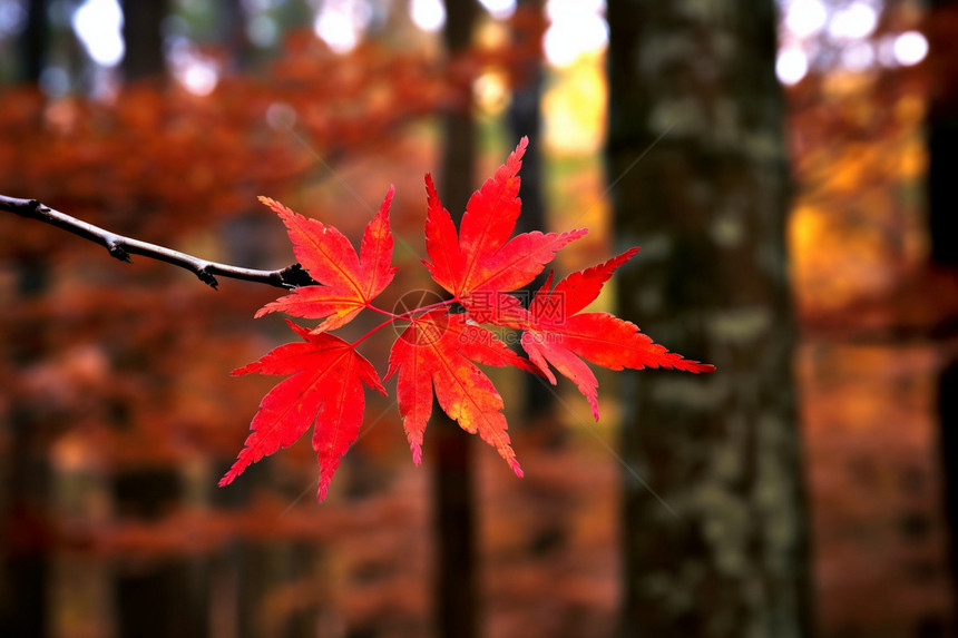 秋季枝头美丽的枫叶图片