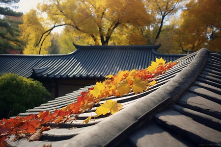 屋顶上的落叶和瓦当背景图片