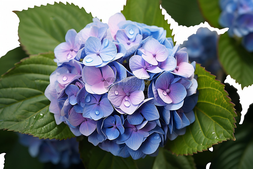 一朵蓝紫色的花图片