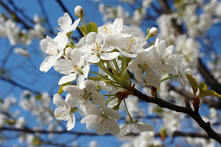 春天的白色樱花背景图片