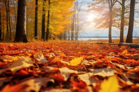 秋叶飘落的枫叶森林背景图片