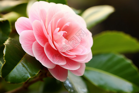 粉色山茶花朵图片