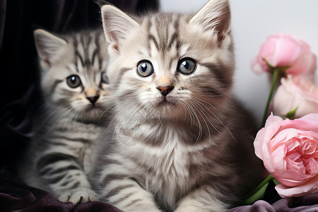猫咪与粉色花朵图片