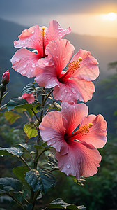 芙蓉花素材盛开的芙蓉花背景