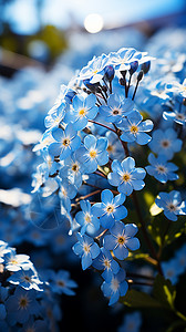 阳光下的蓝色野花图片