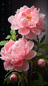 牡丹花花瓣上的雨水图片