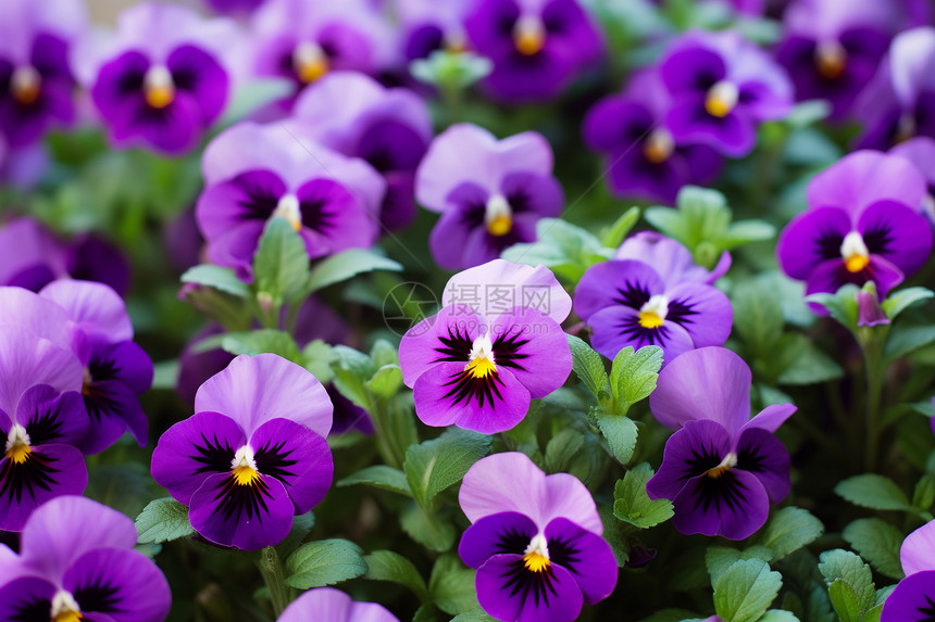 花园里紫色的花海图片