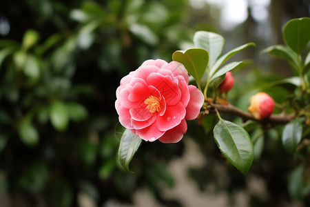 花园中的山茶花图片