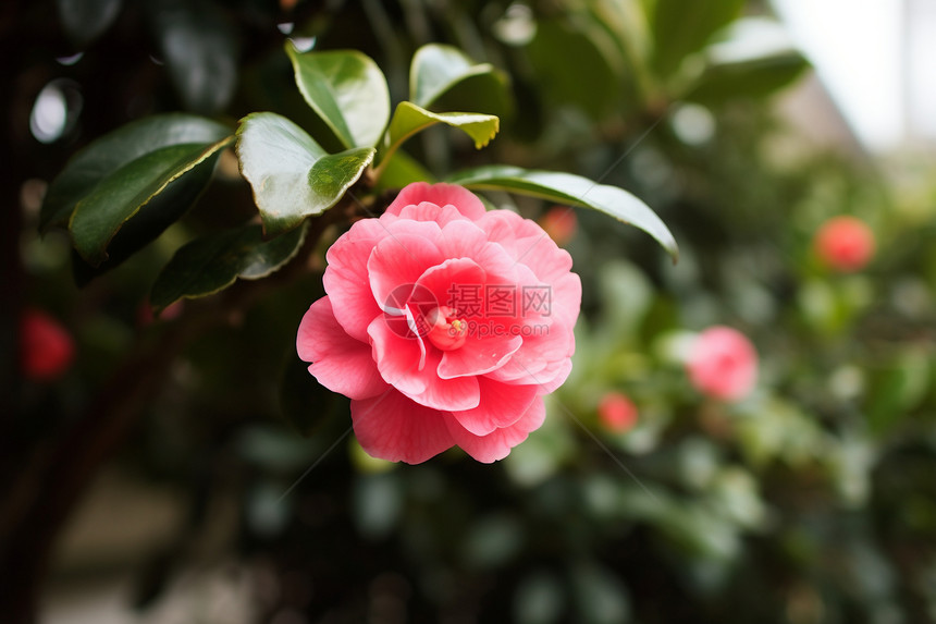 花枝上的山茶花图片