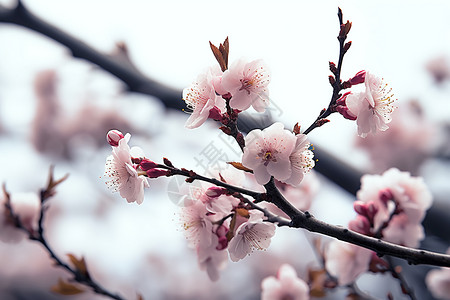 树枝上盛开的樱花图片
