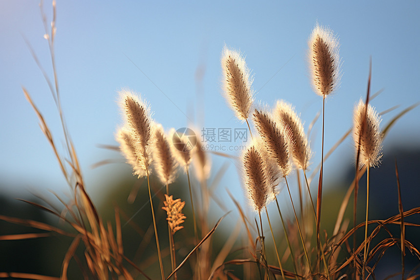 晴朗的天空中风中摇曳的小草图片