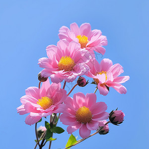 蓝菊花蓝天下的粉红色小花背景