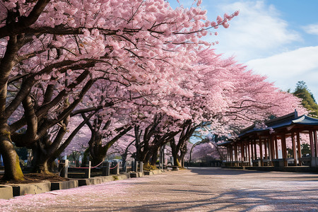 粉色的樱花公园图片