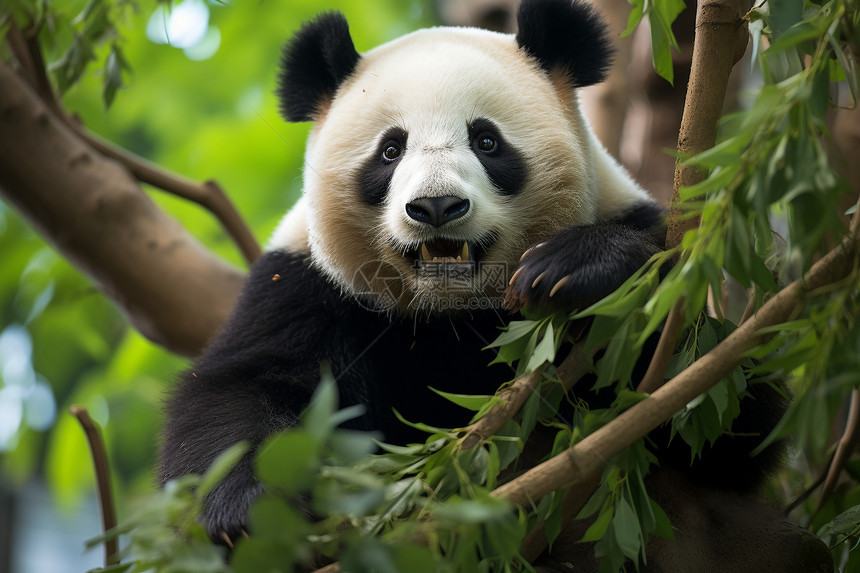 树枝上的熊猫图片