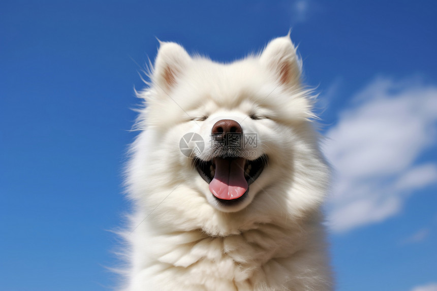 蓝天白云下的萨摩耶犬图片
