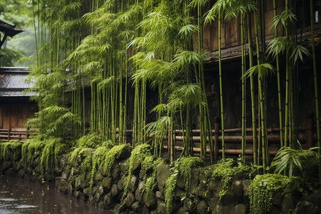 竹林围墙图片