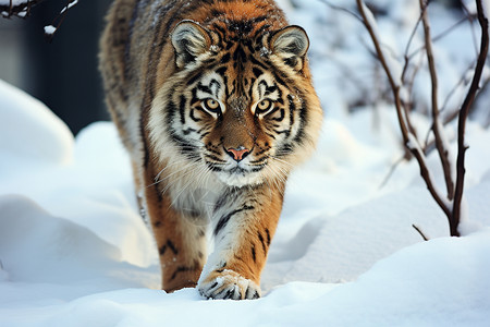 积雪里的老虎背景图片