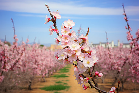 花园里盛开的杏花图片