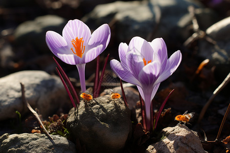 紫色的番红花背景图片