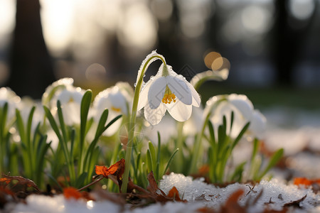 雪地里的花朵背景图片